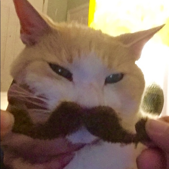 beeblemom